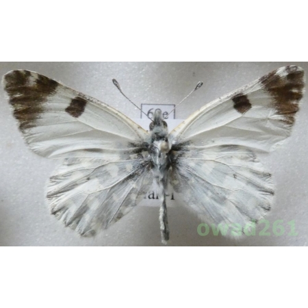 Euchloe ausonia (Hubner, 1805) Turkey69e